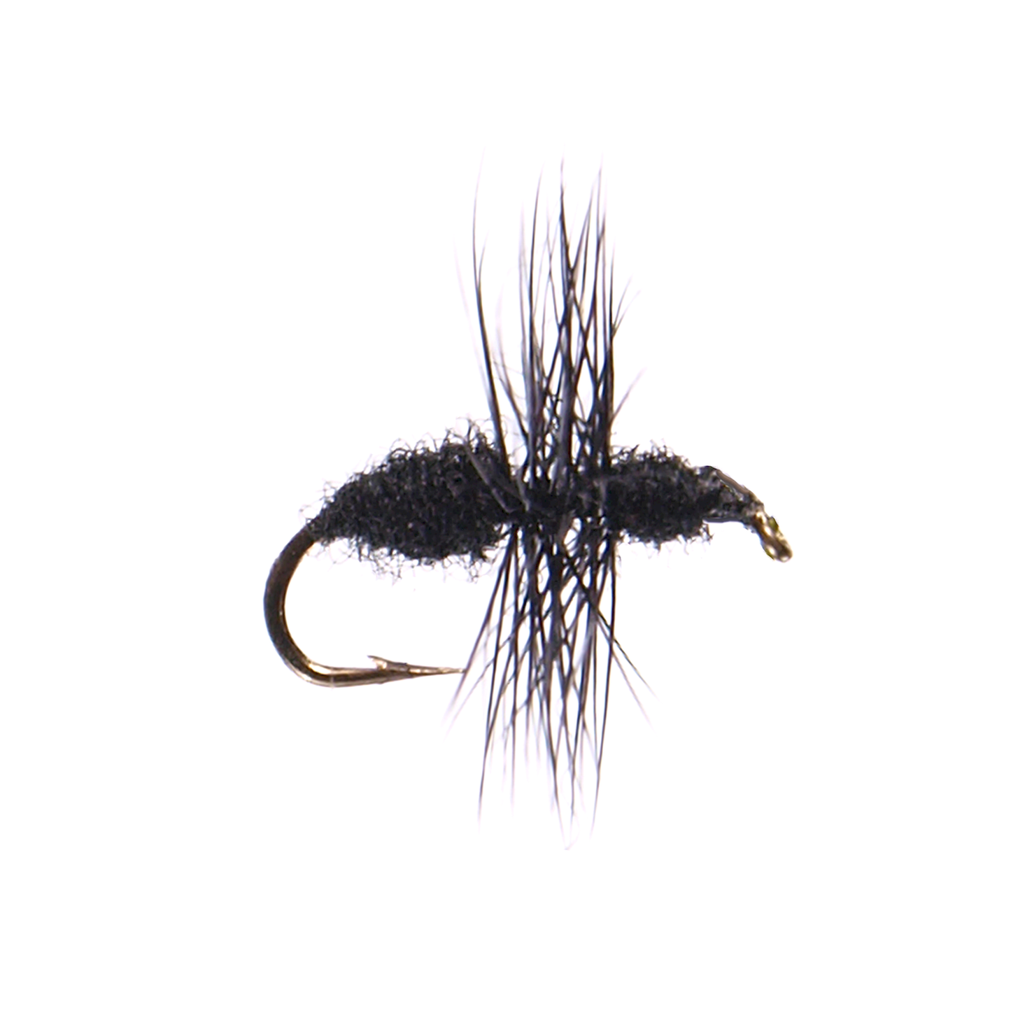 Black Fur Ant