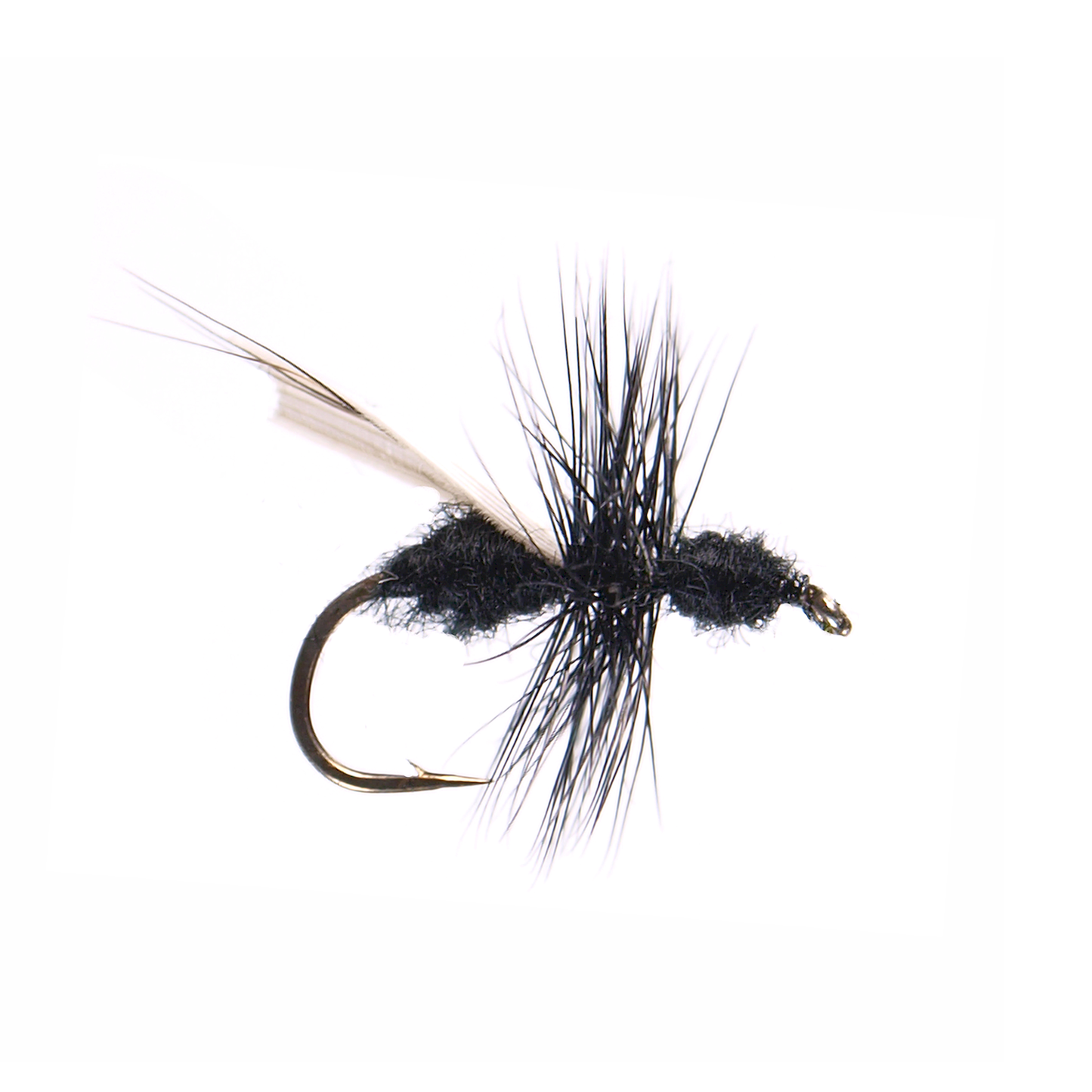Black Flying Ant