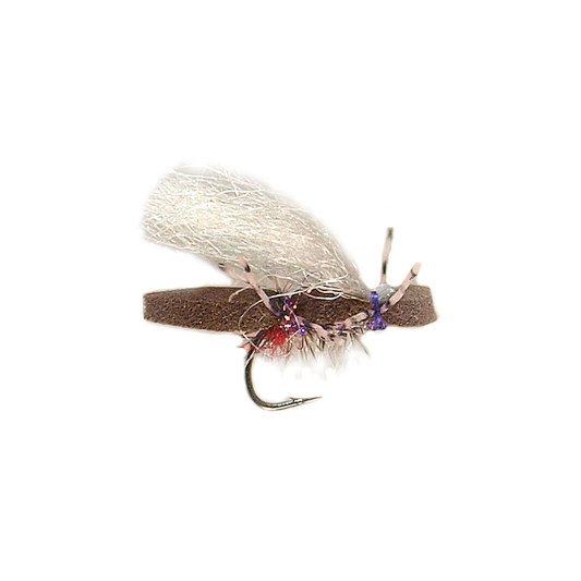 Preseason 2026 Purple Bruce