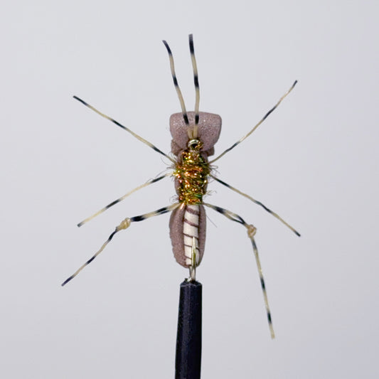 Preseason 2026 Wendling's Ghetto Fabulous Beetle