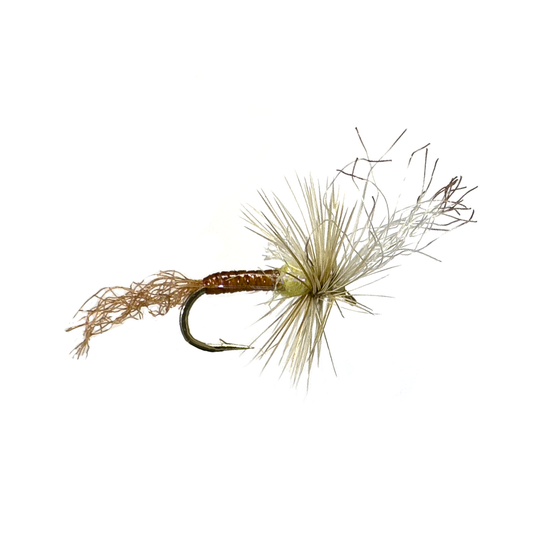 Preseason 2026 Ninch's Hangman