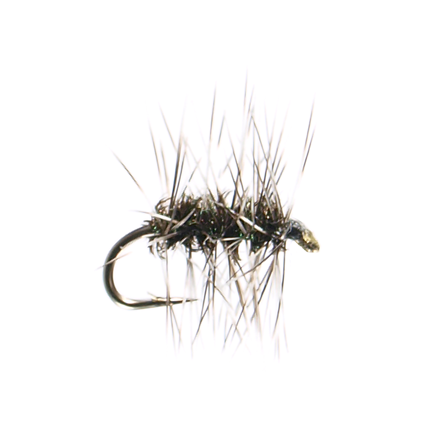 Griffith's Gnat