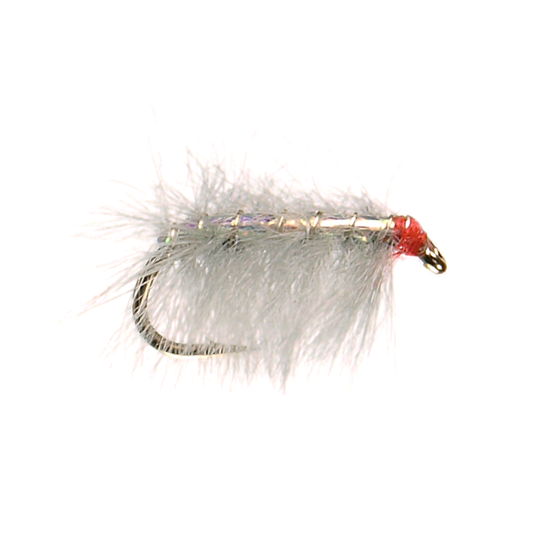 Preseason 2026 Ray Charles