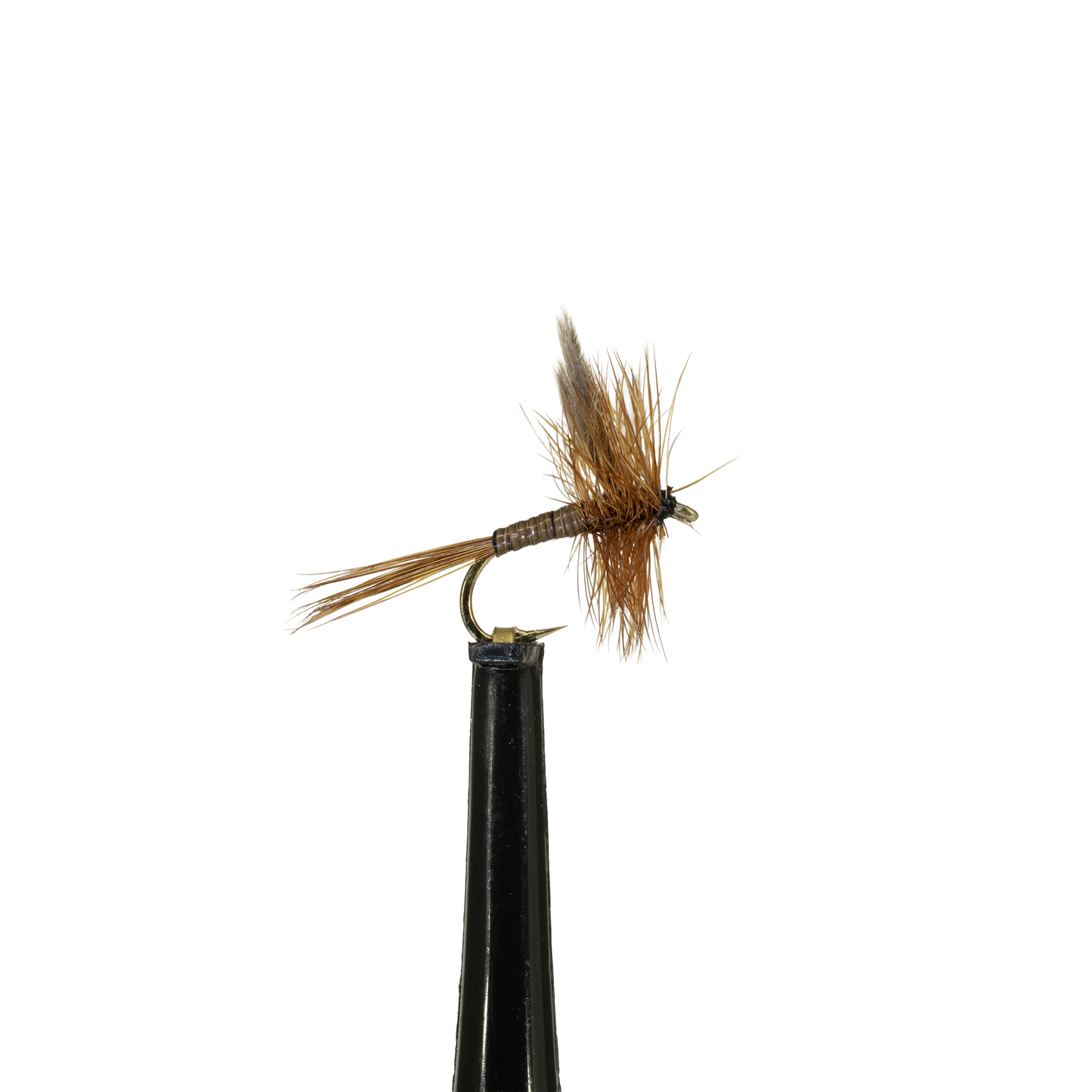 Ginger Quill