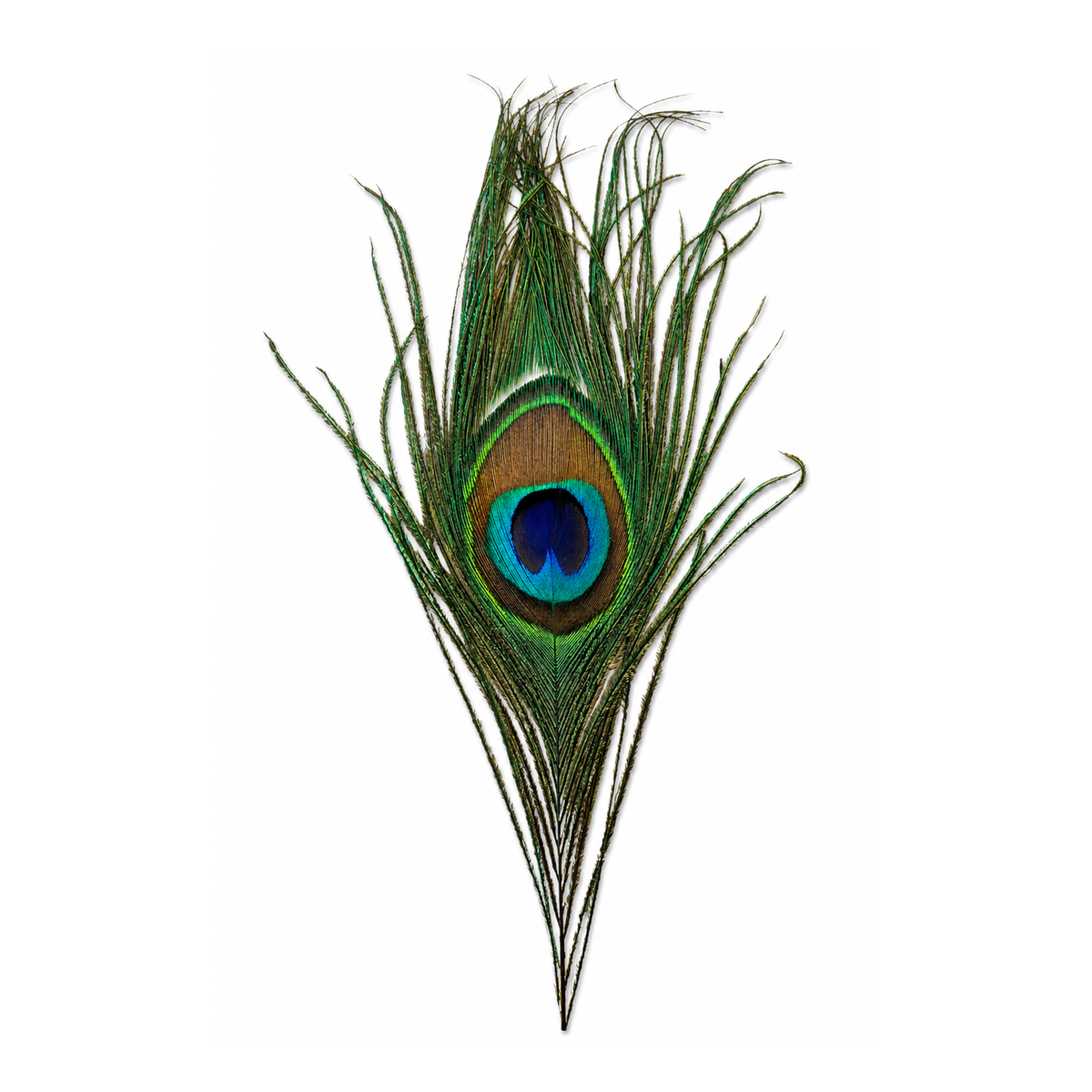Peacock Eye
