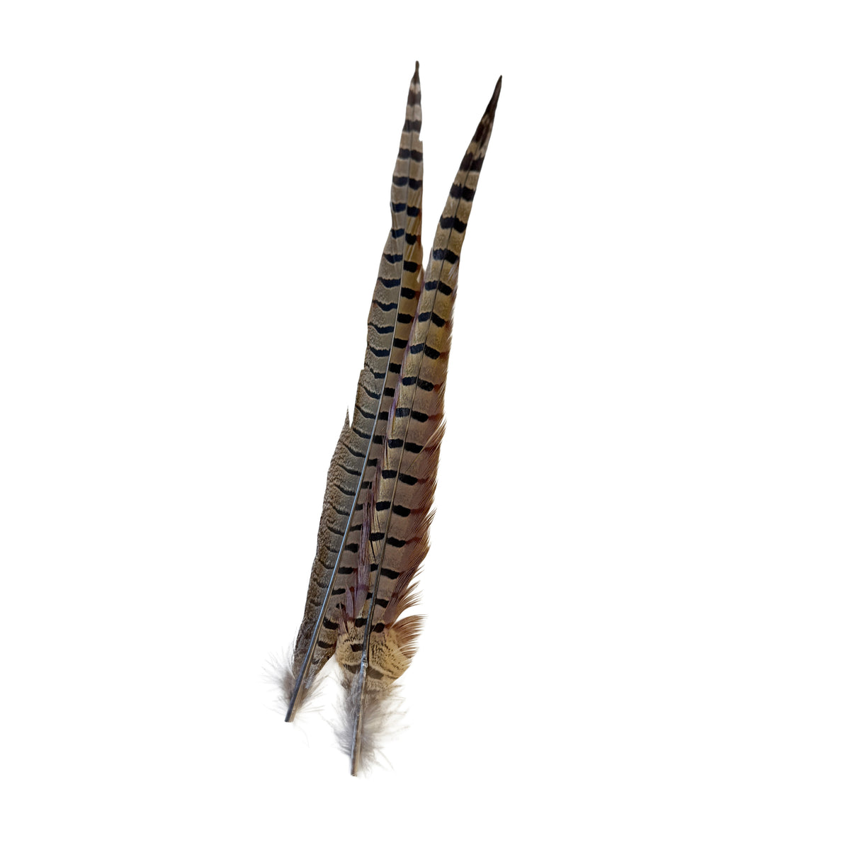 Pheasant Tail (2)