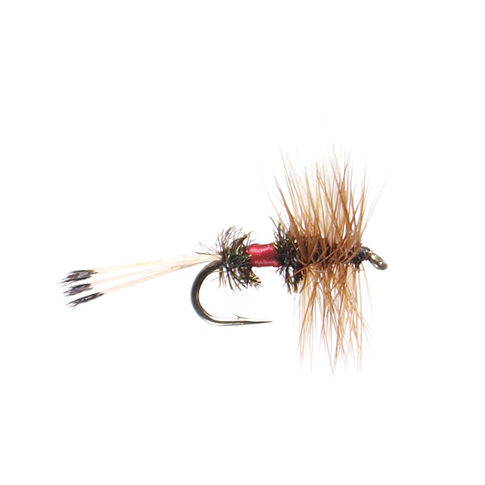 Royal Coachman