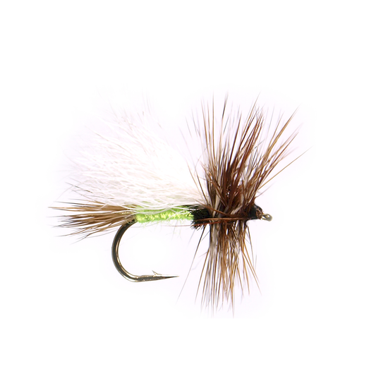 Preseason 2026 Royal Lime Trude