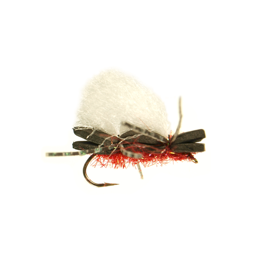 Willies's Ant - Fire Red