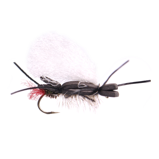 Willies's Ant - Black Emerald