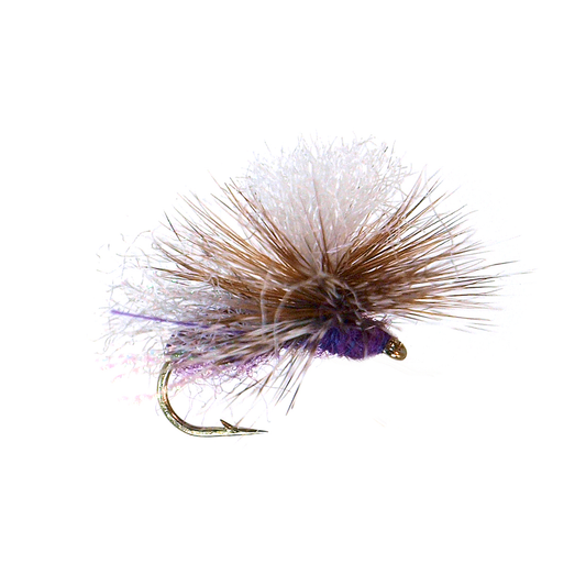 Bloom's Stealth Ant