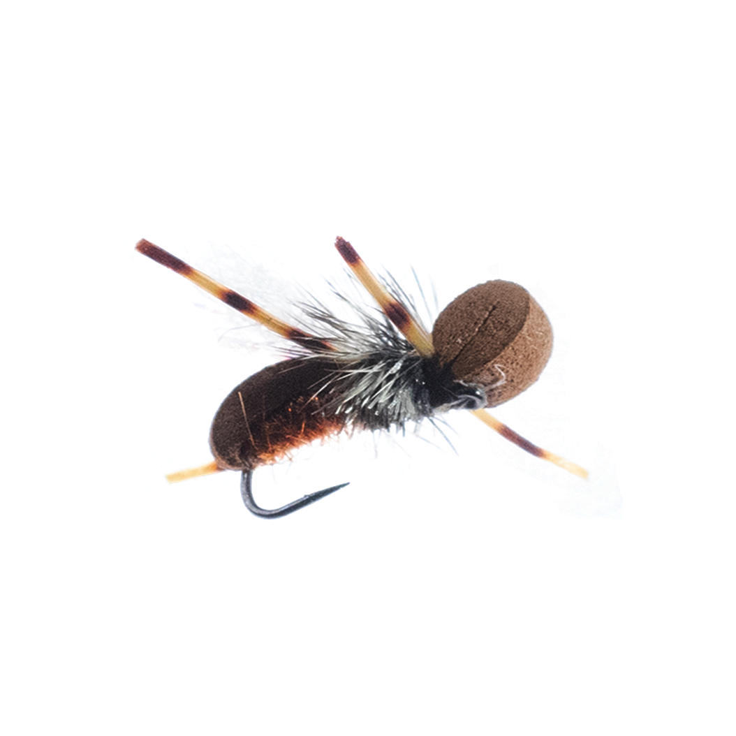 Kenny's Killer Queen Ant