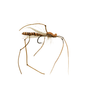 Dornan's Clumsy Crane - Cinnamon