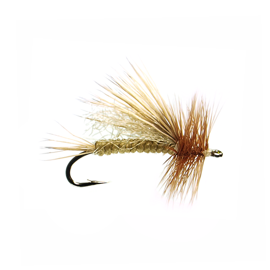 Adult Golden Stone