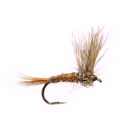 Kory's March Brown