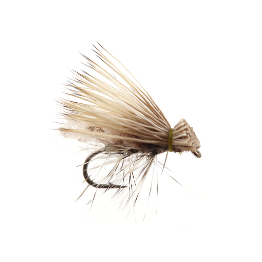 Spruce Moth