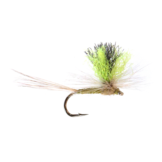 Spotlight May BWO