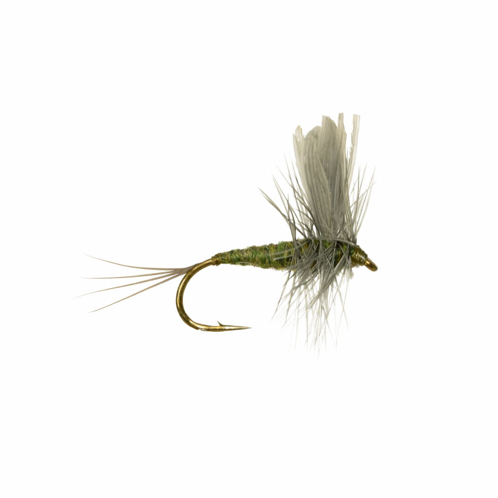 Thorax BWO