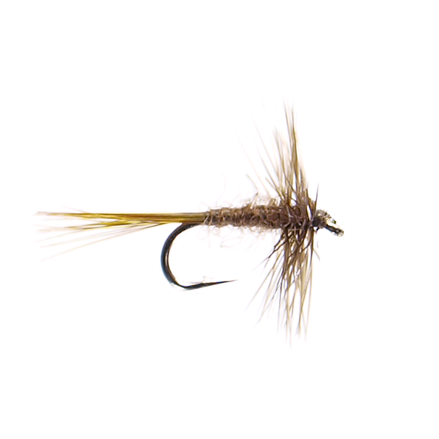 Olive Midge
