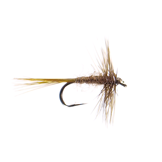 Olive Midge