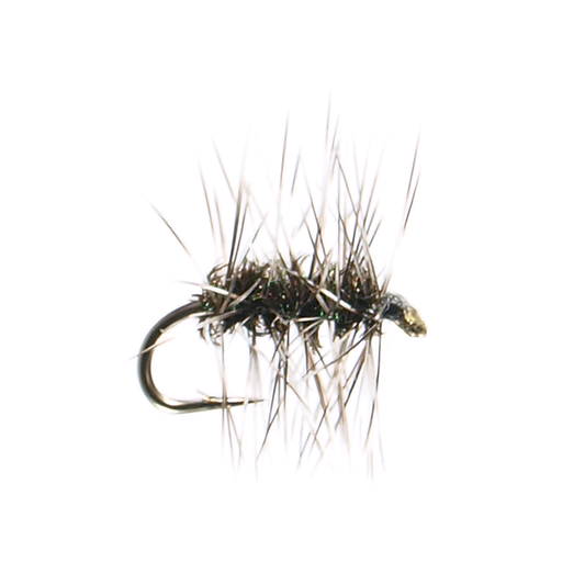 Griffith's Gnat
