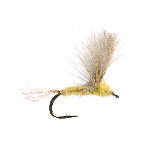 Preseason 2026 CDC Pale Morning Dun