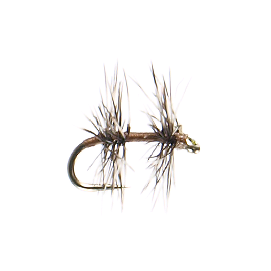 Fore & Aft
