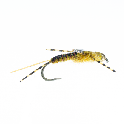 Humphrey's Stonefly