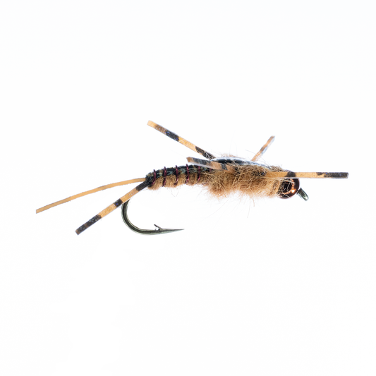 Humphrey's Stonefly