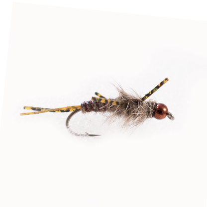 Humphrey's Stonefly