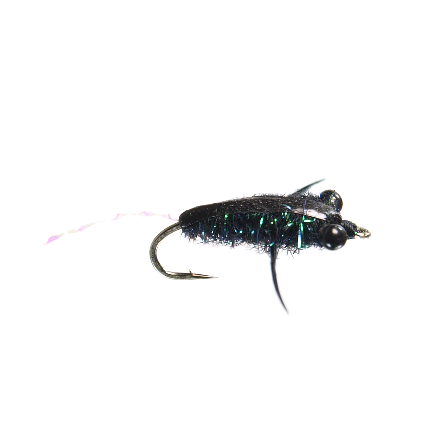Back Swimmer