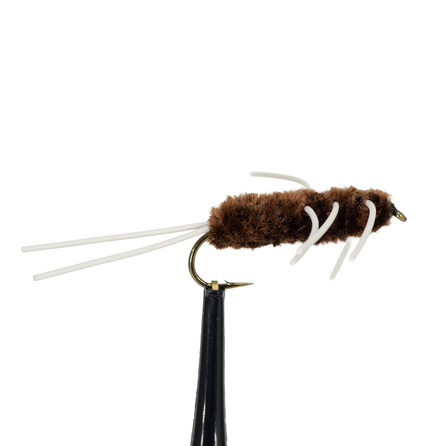 Brown Girdle Bug #6