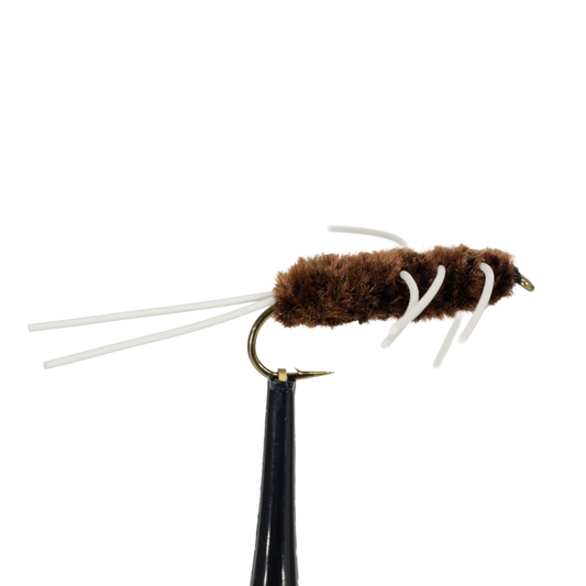 Brown Girdle Bug #6