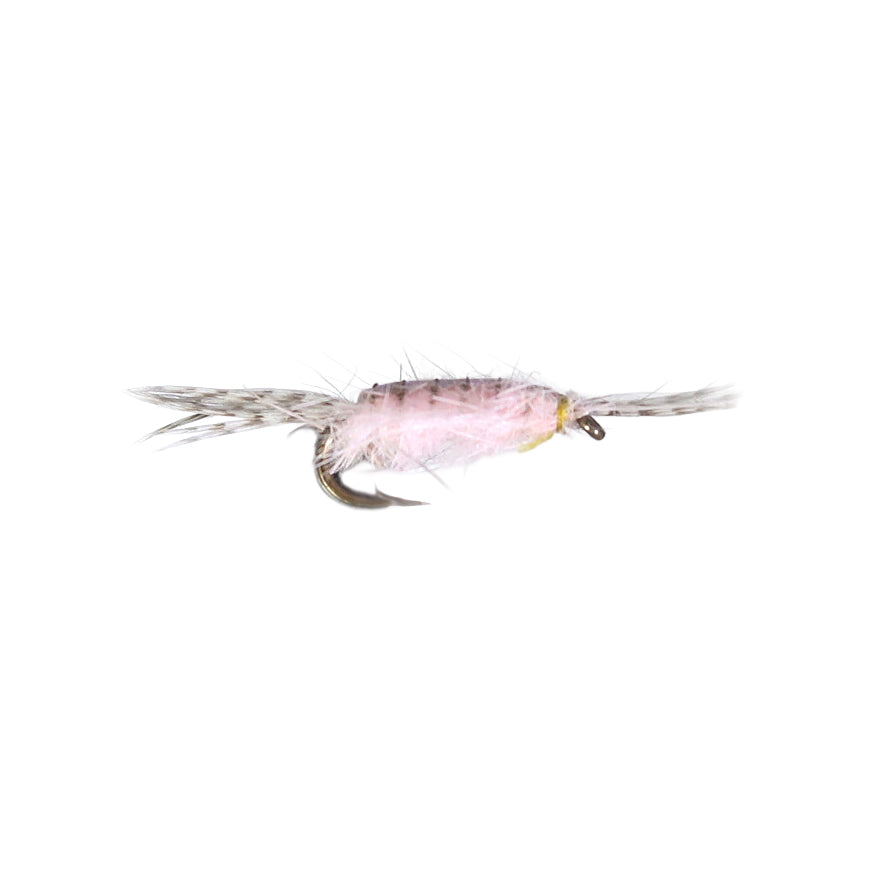 Freshwater Shrimp - Pink #16