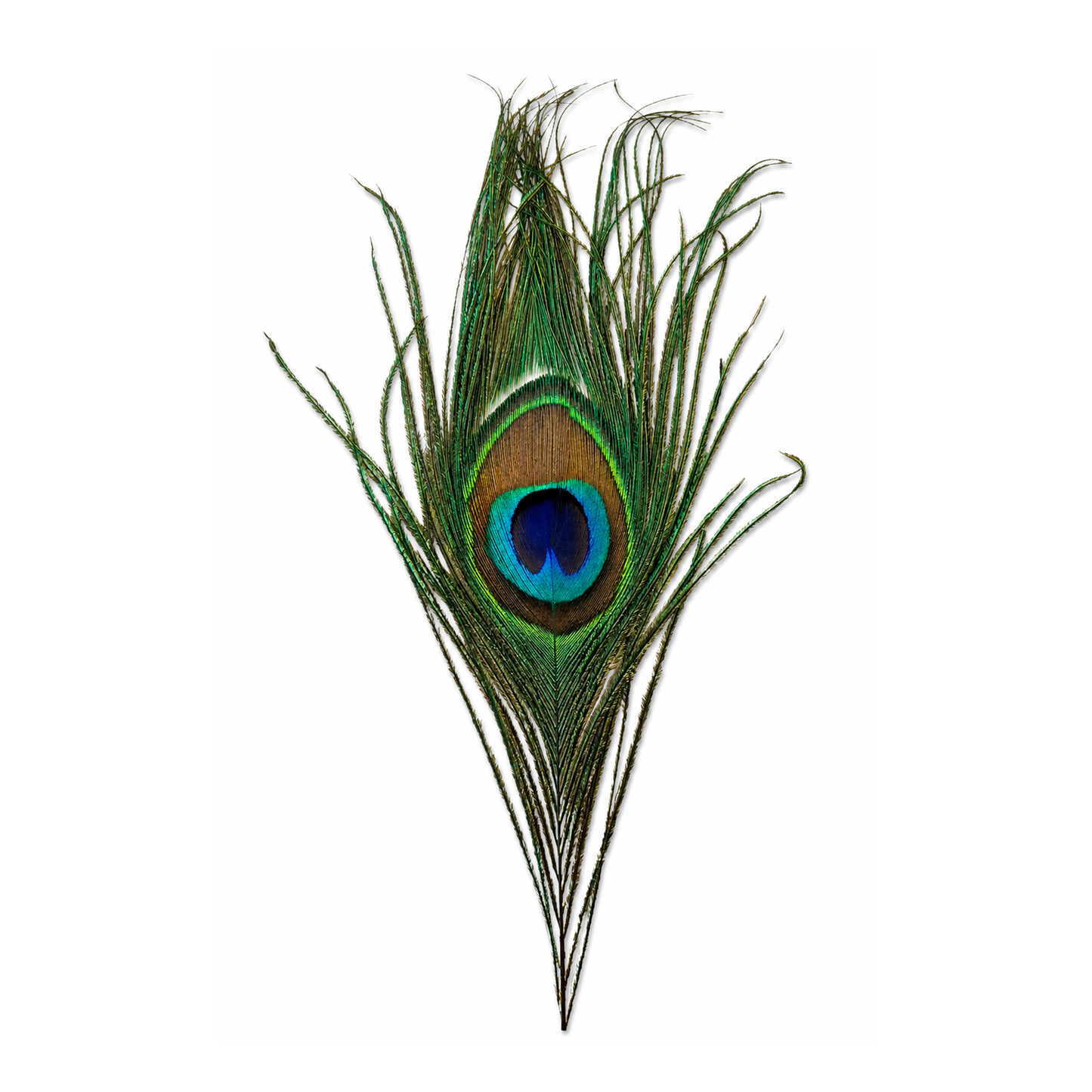 Peacock Eye