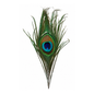 Peacock Eye